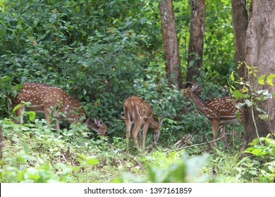 Spotted deer at Tholpetty Wildlife Sanctuary, Wayanad - Powered by Shutterstock