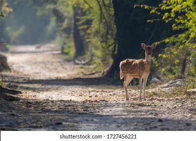 A spotted deer walking in the forest tracks inside Keoladeo bird sanctuary during a cold winter day