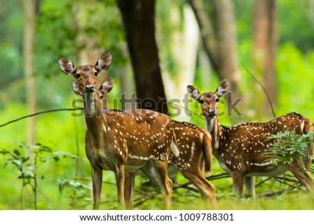 Spotted deer at Wayanad,Kerala.