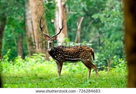 Spotted Deer in Wayanad,Kerala,India.