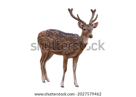 Spotted deer,Cute spotted fallow deer isolated on the white background. 