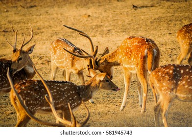 Spotted Deers fighting for the place