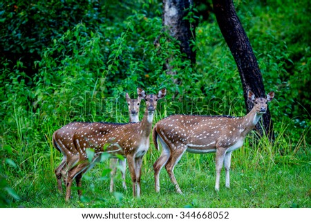 Spotted deers in forest