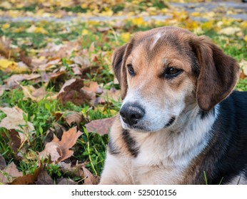 Spotted dog looking left thoughtfully in the fallen leaves