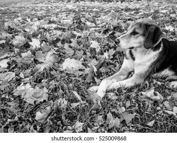 Spotted dog lying with crossed legs in the fallen leaves, black and white