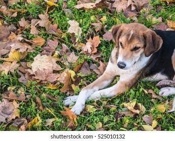 Spotted dog lying with crossed legs in the fallen leaves