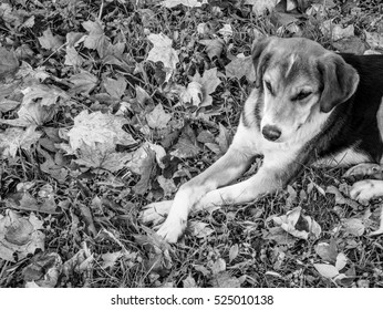 Spotted dog lying with crossed legs in the fallen leaves, black and white