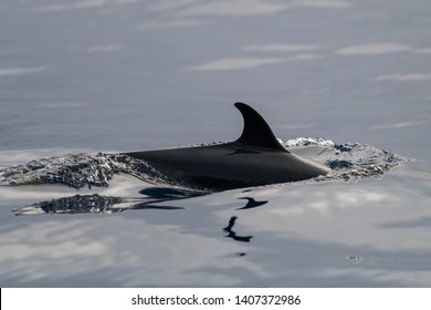 Spotted Dolphin Dorsal Fin. Hawaii, Maui, Lahaina, Winter