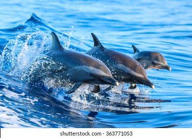 A spotted dolphin family leaping out of the clear blue Hawaii waters.