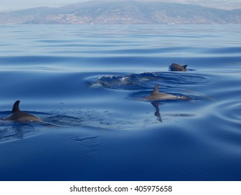 Spotted Dolphins In Front Of Madeira Island, Portugal.