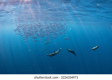 Spotted dolphins hunt a school of fish