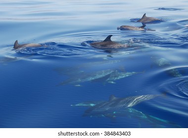 Spotted Dolphins, Madeira Island, Portugal.