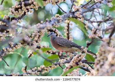 Spotted Dove. A Common Resident Bird Of Thailand Which Find On Tree Early Morning While Its  Enjoy Meal. 