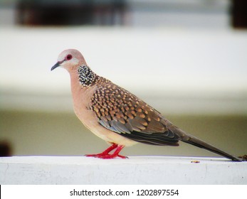 The spotted dove or (spilopelia chinensis) or mountain dove or pearl-necked dove or lace-necked dove or spotted turtle-dove.