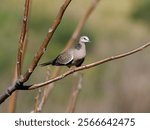 Spotted Dove (Spilopelia chinensis)  perched on a branch with bokeh green background.