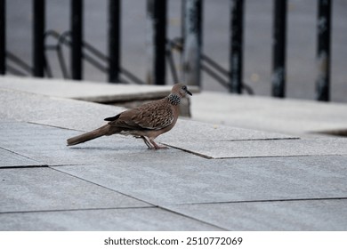 A Spotted Dove (Spilopelia chinensis) perched on concrete steps in an urban setting. Captures the delicate details of its plumage against a modern, cityscape background - Powered by Shutterstock