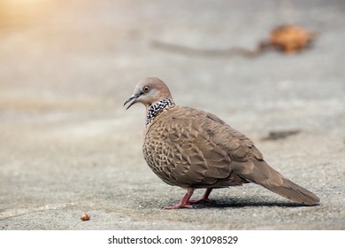 Spotted Dove (Streptopelia Chinensis)