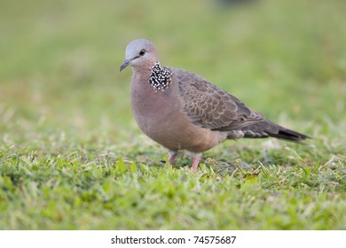 Spotted Dove (Streptopelia Chinensis)