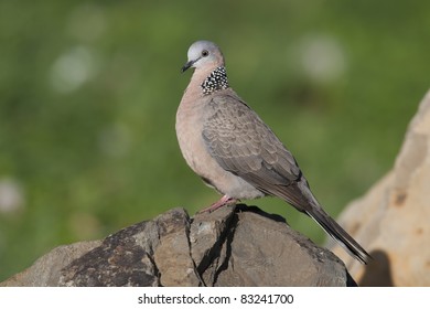 Spotted Dove (Streptopelia Chinensis)