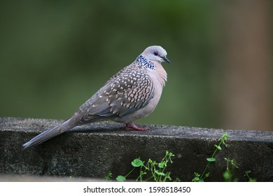 Spotted Dove, Streptopelia Chinensis, India