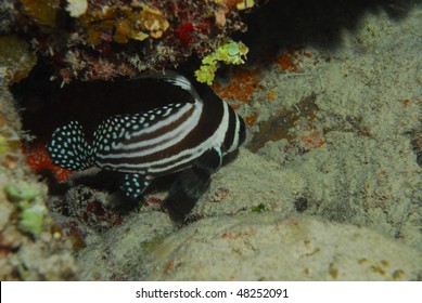 Spotted Drum Fish