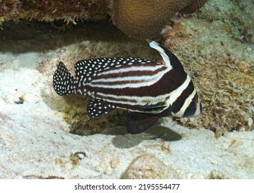 Spotted Drum Fish On The Reef