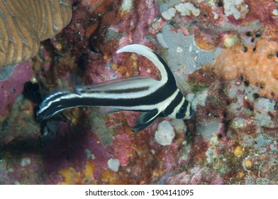 A Spotted Drum Intermediate Amongst Coral