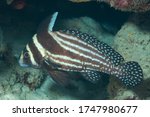 Spotted drum or spotted ribbonfish (Equetus punctatus) Bonaire, Leeward Islands