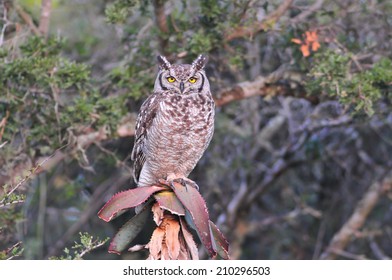 Spotted Eagle Owl