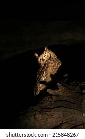 Spotted Eagle Owl