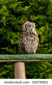 Spotted Eagle Owl