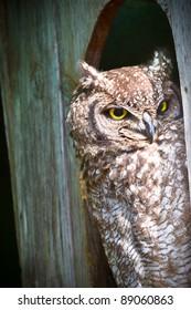 Spotted Eagle Owl