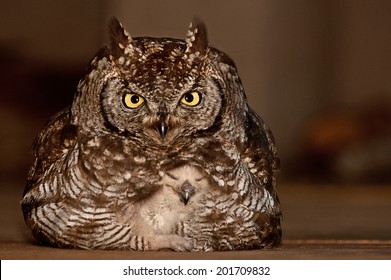 Spotted Eagle Owl With Baby