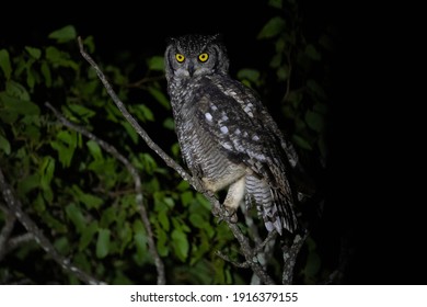 spotted eagle owl perched at night