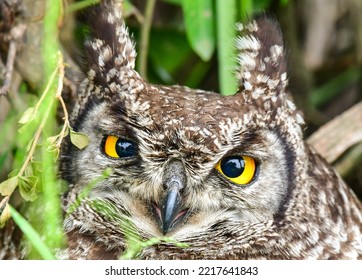 Spotted Eagle Owl In A Tree