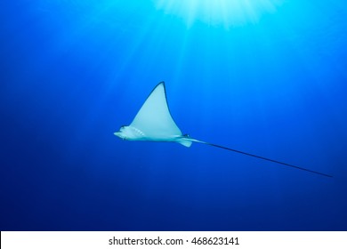 Spotted Eagle Ray