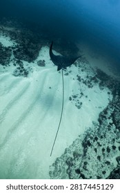 Spotted eagle ray gliding gracefully over a ripple marked seabed