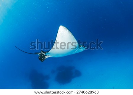 Spotted eagle ray gliding through clear blue water at Lady Elliot Island, Australia, over deep ocean reef.