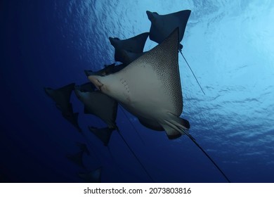 Spotted eagle rays on reef dive in Rarotonga in the Cook Islands