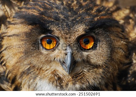 Spotted Eagle-owl - Bubo bubo
