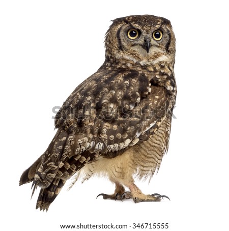 Spotted eagle-owl - Bubo africanus (4 years old) in front of a white background