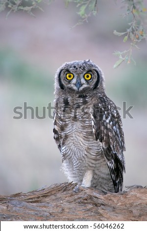 Similar – Image, Stock Photo Funny Burrowing owl Athene cunicularia