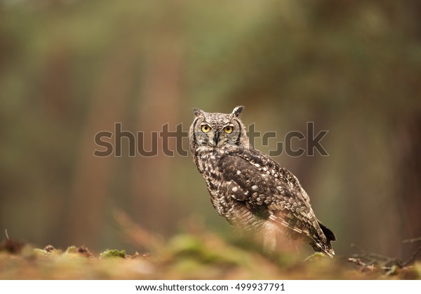 Spotted eagle-owl fantastic
portrait
