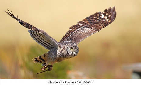 Spotted Eagleowl Flight Dullstroom Birds Prey Stock Photo 190156955 ...