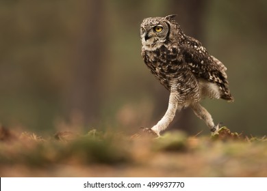 Spotted Eagle-owl Funny Running