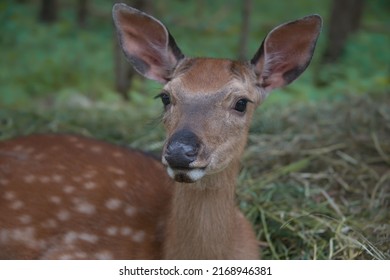 A spotted fallow deer or cute fawn looking aside on a hay, vegetation and greenery background. Close-up view.