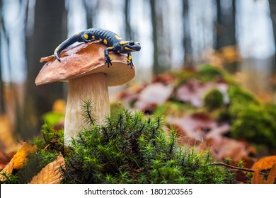 Spotted fire salamander sitting on cep mushroom. Cute scenery in autumn forest.