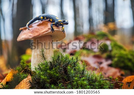 Spotted fire salamander sitting on cep mushroom. Cute scenery in autumn forest.