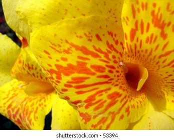 Yellow Flower Brazil Images Stock Photos Vectors Shutterstock