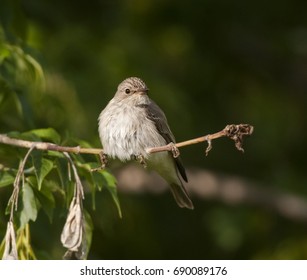 spotted Flycatcher